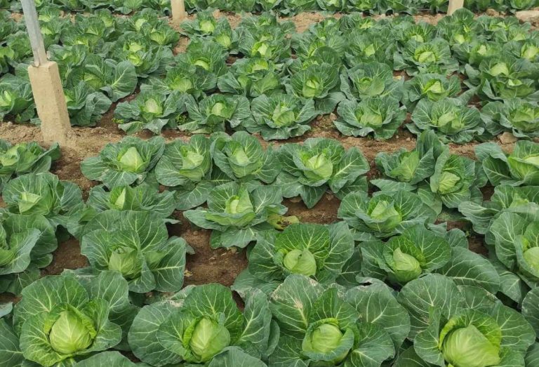 Early spring cabbage grown for export in greenhouse in North Macedonia