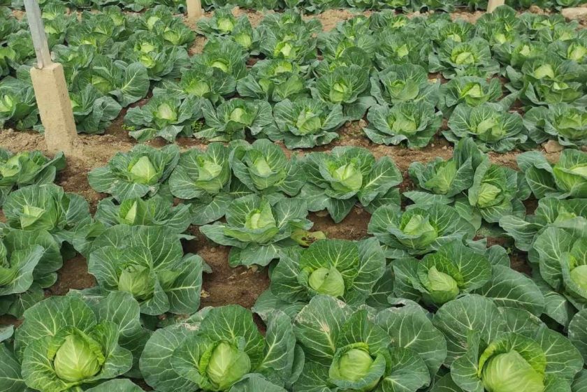 Early spring cabbage grown for export in greenhouse in North Macedonia