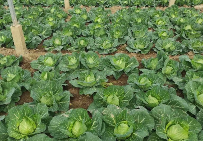 Early spring cabbage grown for export in greenhouse in North Macedonia