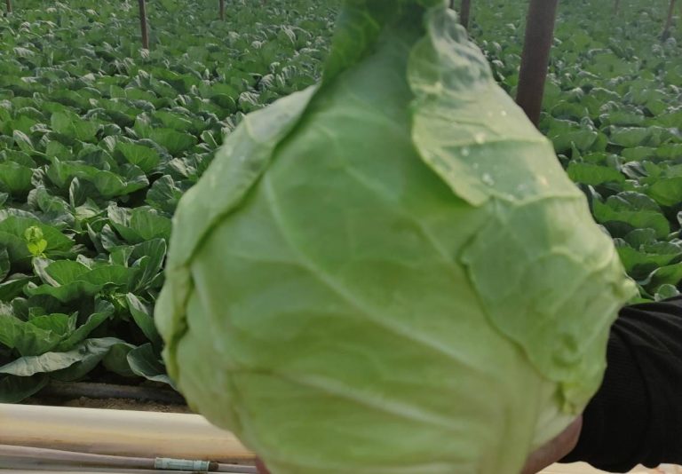 young cabbage with greengouse behing